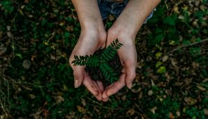 Dazzle team planting trees for each new client as part of climate action initiative.